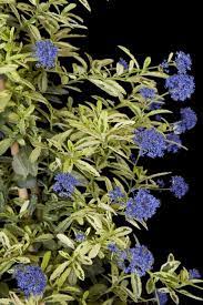 Help us fill in the blanks! Ceanothus Lemon And Lime Pbr Californian Lilac Lemon And Lime Rhs Gardening