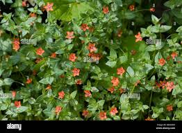 Image result for Anagallis barbata