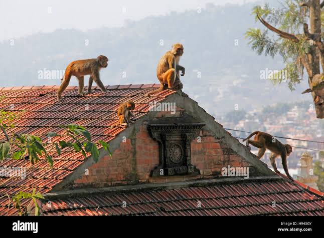 Monkey house hi-res stock photography and images - Alamy