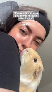 Bean The Hairless Guinea Pig