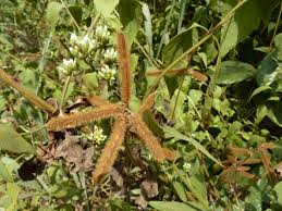 Image result for Calopogonium mucunoides