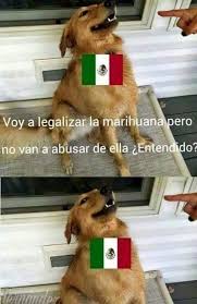 A partir de ahora todos los jueces del país deben aplicar este criterio de la corte y otorgar el amparo a las personas que acudan porque se les ha prohibido o impedido el autoconsumo lúdico de la. Mexico Va A Legalizar La Marihuana Memes 2019