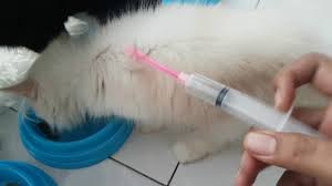 Maybe you would like to learn more about one of these? Penyebab Dan Cara Mengatasi Kucing Tidak Mau Makan Lengkap