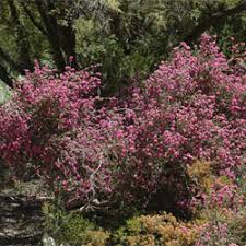 Image result for Melaleuca sp. A (Biegel 5741)