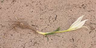 Image result for Crinum walteri