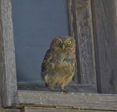 O γκιόνης ή γκιώνης (otus scops) είναι ένα πουλί με χαρακτηριστικό κάλεσμα που. O Gkiwnhs 3hromeritissa Blog