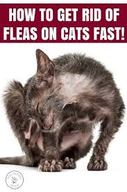 Pin On Pet Care