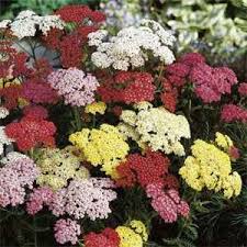 Yarrow Seeds Achillea Summer Pastel Mix Flower Seed Yarrow Plant Achillea Millefolium Achillea
