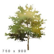 Texture Png Watercolor Elements Plants Tree Photoshop Architectural Trees Watercolor Trees