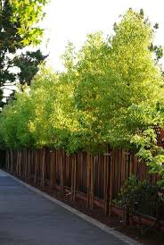 Priva simple landscaping privacy ideas sard beautiful landscaping ideas and backyard privacy fence landscaping ideas on a budget. Privacy Trees Privacy Landscaping Backyard Fence Landscaping Privacy Landscaping