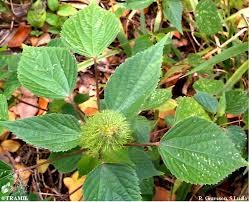 Image result for Acalypha allenii