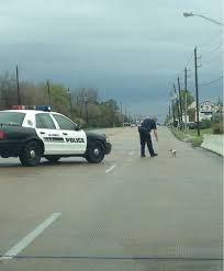 This Police Officer Stopped Traffic In The Rain To Save This Wet And Limping Little Dog Faith In Humanity Restored Faith In Humanity Restored Faith In Humanity Humanity Restored