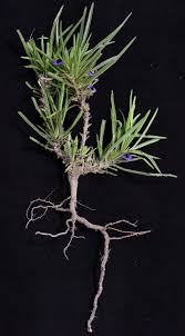 Image result for Aptosimum lineare