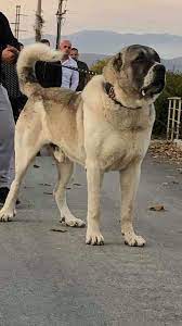 armando leon adli kullanicinin armando leon landaveri panosundaki pin kangal kopegi kopek turleri kopek