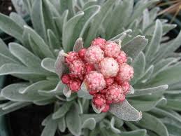 Image result for Helichrysum geminatum