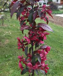 Image result for Malus × purpurea