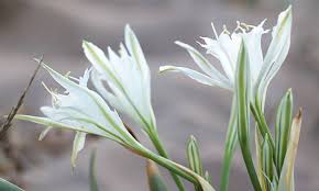 Image result for Pancratium tenuifolium