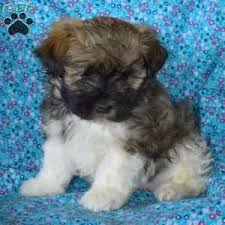 Find havaneses for sale in pittsburgh on oodle classifieds. Havanese Puppies For Sale Greenfield Puppies Havanese Puppies For Sale Havanese Puppies Puppies