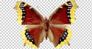 Free butterfly gifs and animated butterflies. Gif File Format Butterfly Red Image File Formats Brush Footed Butterfly Moth Png Klipartz