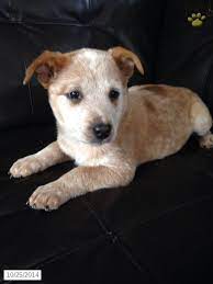 Mack Red Heeler Puppy For Sale In Meyersdale Pa Red Heeler Puppies Heeler Puppies Red Heeler