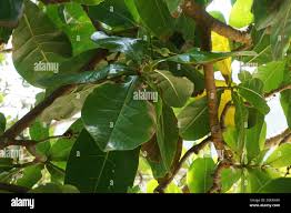 Image result for Barringtonia asiatica