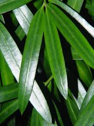 Image result for Podocarpus latifolius