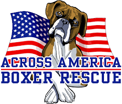 Boxer dogs adopted on rescue me! Across America Boxer Rescue
