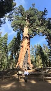 We have both types of sequoia in our garden in france,sequoiadendron giganteum, giant sequoia and sequoia sempervirens, coast redwood.each of these trees is around 150 years old and we have. Mariposa Grove Of Giant Sequoias Yosemite National Park Old Growth Forest Network