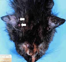 This cat had an eyelid mast cell tumour which was removed. Neoplasms Of The Skin Flashcards Chegg Com