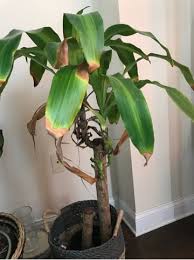 Image result for Dracaena aubryana