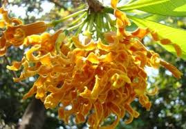 Image result for Strophanthus eminii