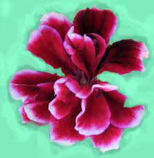 Mealy Bugs Scale Insects Fungus Rust Cold Weather Protection Garden Advice Jim Zemcik Growing Geraniums Geraniums Propagating Geraniums
