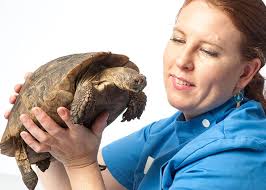 Animal hospital in riverside, missouri providing quality veterinary care to kansas city, parkville, platte county and the northland for over 70 years. Rvc Small Animal Veterinary Practice And Hospital