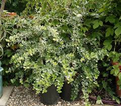 Image result for Diospyros inhacaensis