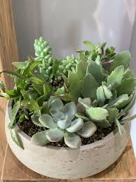 Same day delivery · 20% off all items · from $19.99 Succulent Garden Red Square Flowers Downtown Madison Wi