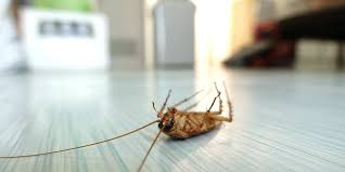 Awarded angie's list super service award 6 years in a row! Cockroach Control Clearwater Largo St Petersburg