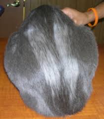 Cat hair loss on tail might be because of fleas or what are the reasons of cat hair loss? Fur Mowing Feline Mar Vista Animal Medical Center