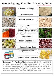 Preparing Egg Food For Finches And Budgie Egg Recipes Budgie Food Baby Bird Food