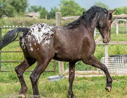 We offer a wide range of equestrian products & services. Big Beautiful Reg Appaloosa Friesian Filly 2 Year Old Sporthorse Horses For Sale Epona Exchange Eva Horses Horses For Sale Knabstrupper Horse