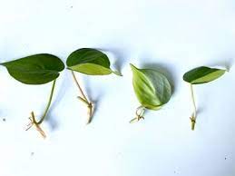 But philodendron hederaceum is a species that has many faces and sizes. Philodendron Brasil Simple Care And Propagation Steps