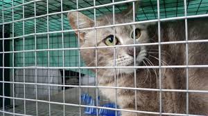 Produit est arrivé déjà assemblé et prêt à l'emploi l l. La Commune Du Meriot Veut Lutter Contre La Proliferation Des Chats Errants
