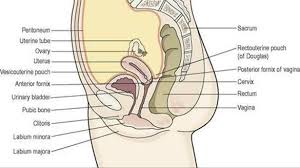 Ovary produces female gametes called ova (eggs). The Reproductive Systems Ross And Wilson Anatomy And Physiology In Health And Illness 11e