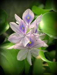 Pin On Amazing Flowers