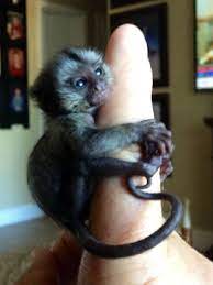 Finger Monkeys Being Their Small And Cute Selves Photos Pet Monkey Marmoset Monkey Cute Monkey