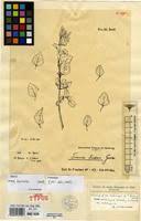 Image result for Tinnea aethiopica