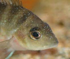 Before adding ich medicine to your tank, remove any chemical filter media such as activated carbon or purigen. The Signs Of Ich And Other Common Freshwater Fish Diseases Pethelpful
