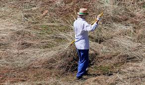 Jadi alternatifnya kita buat racun rumput sendiri. Cara Membuat Herbisida Organik Lombok Organik