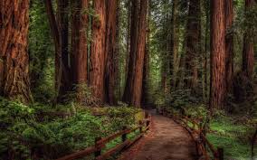 Image result for background pic hd