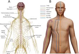 Acupuncture Points And Their Relationship With