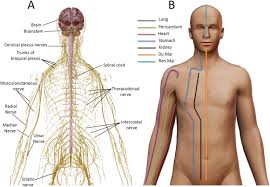 acupuncture points and their relationship with